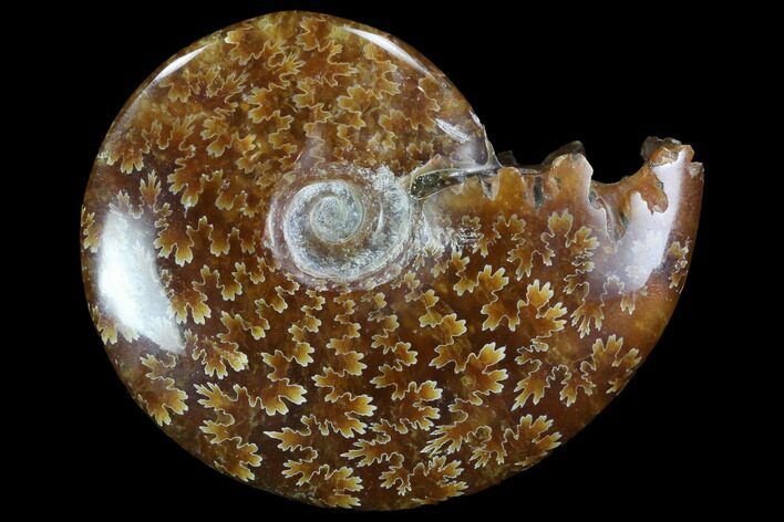 Polished, Agatized Ammonite (Cleoniceras) - Madagascar #97258